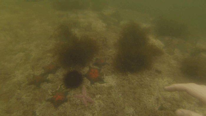 Не очень бы хотелось наступить ногой на ежа