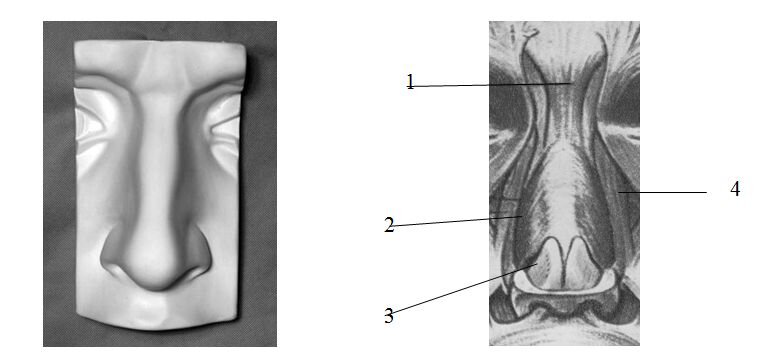                                           модель и анатомическое строение носа:                                                               1 – пирамидальная мышца; 2 – носовая мышца; 3 – большой хрящ крыла носа; 
                                              4 – квадратная мышца верхней губы  