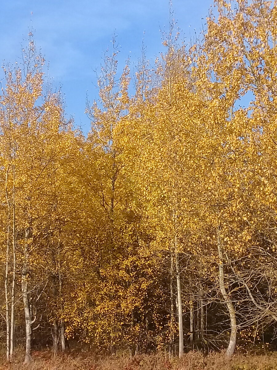 Был такой грустный осенний пейзаж.