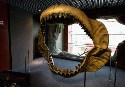 Реконструированные челюсти C. megalodon в Национальном аквариуме Балтимора. Фото: Wikimedia Commons 