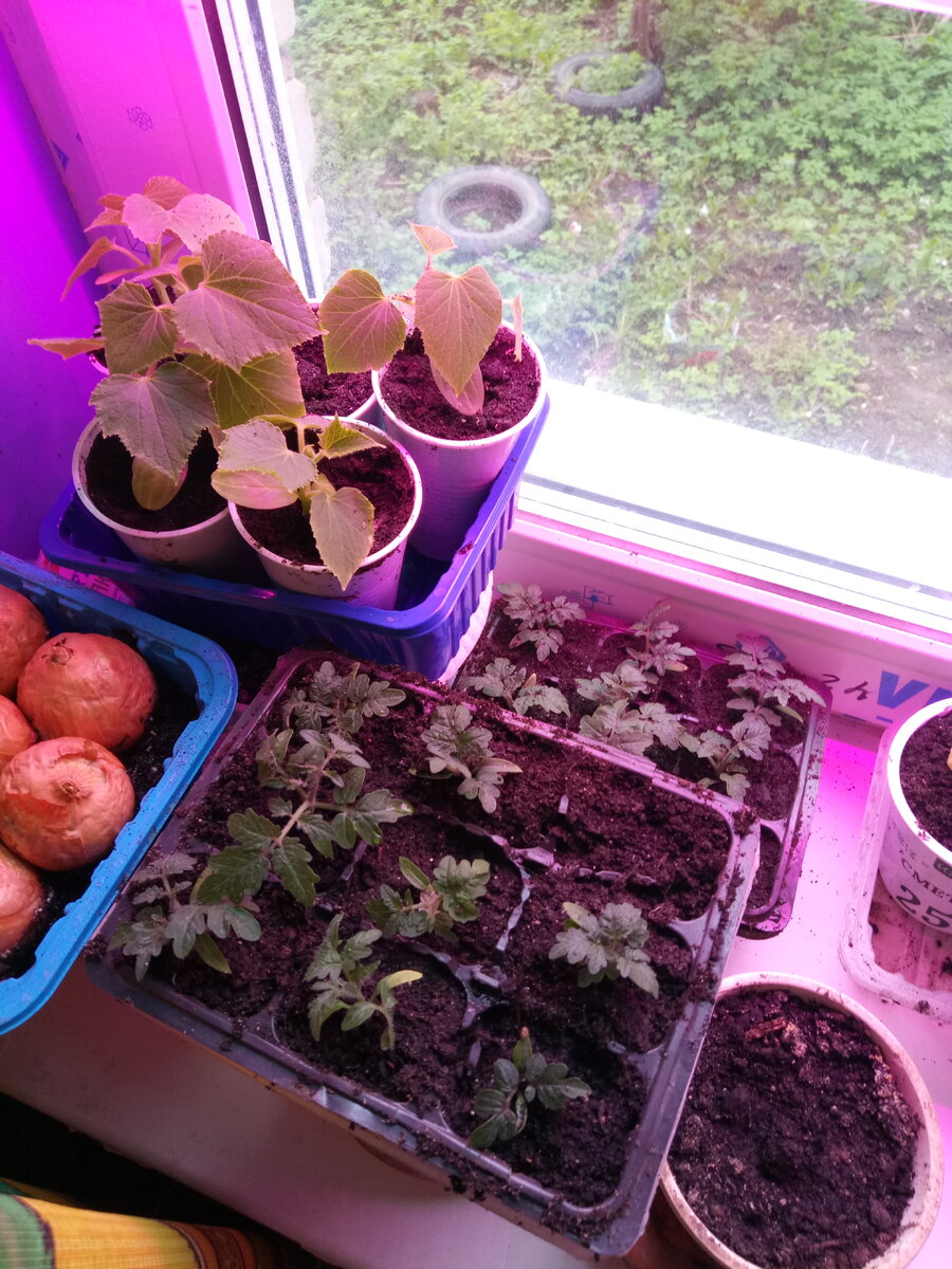 огурцы и помидоры балконных сортов, а за окном грядки, пока еще не полотые