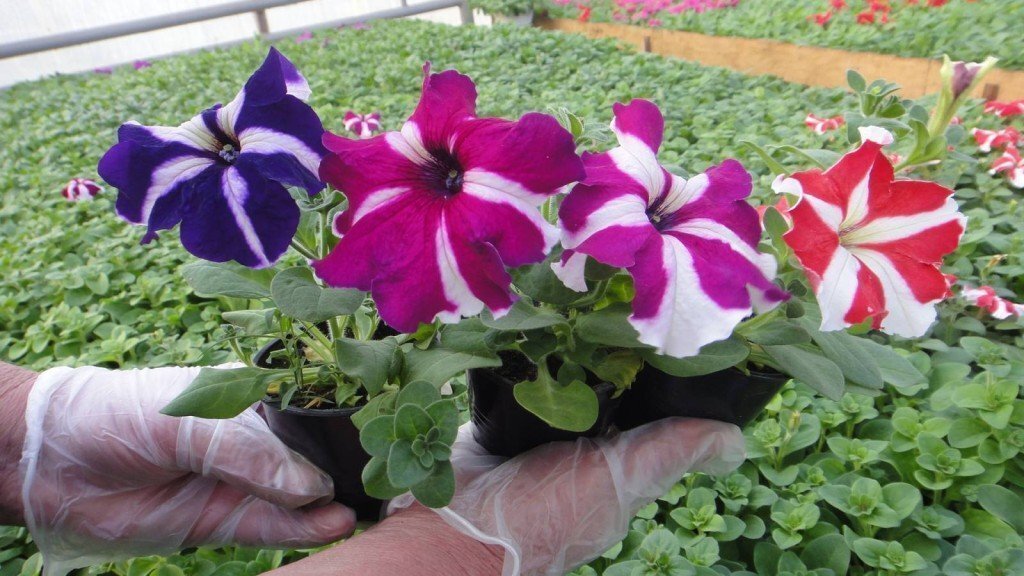 прищипка петунии для пышного цветения