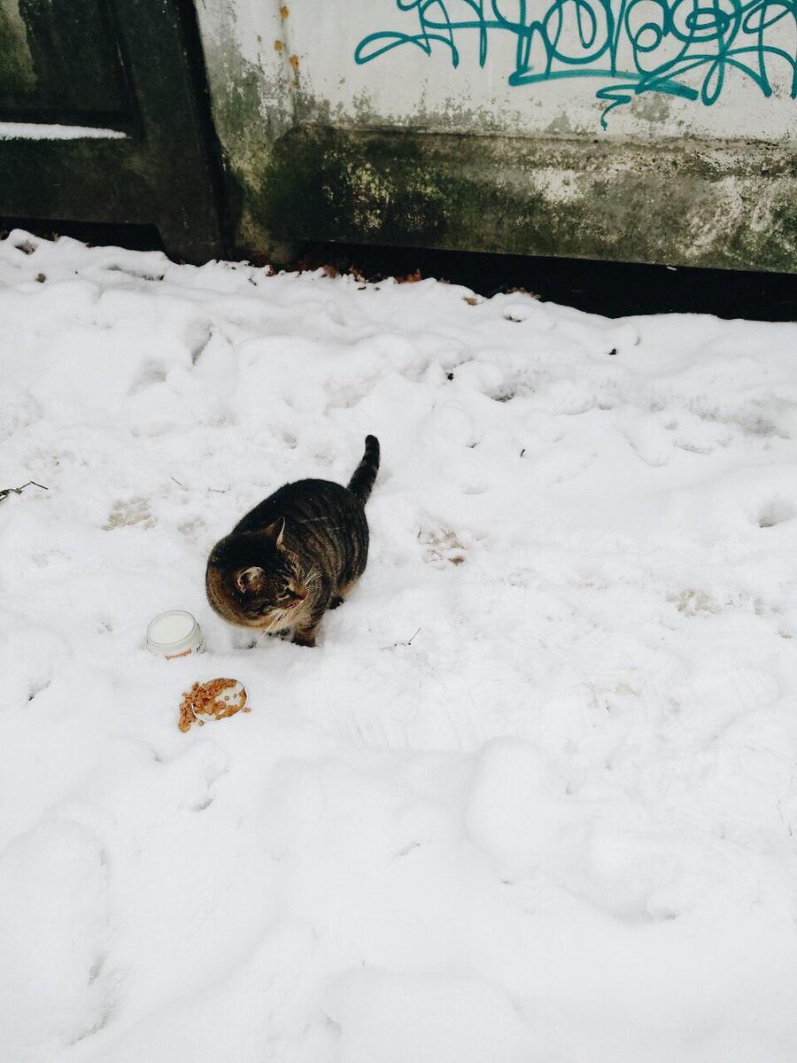 Выброшенный за «плохое поведение» квартирный кот на морозе