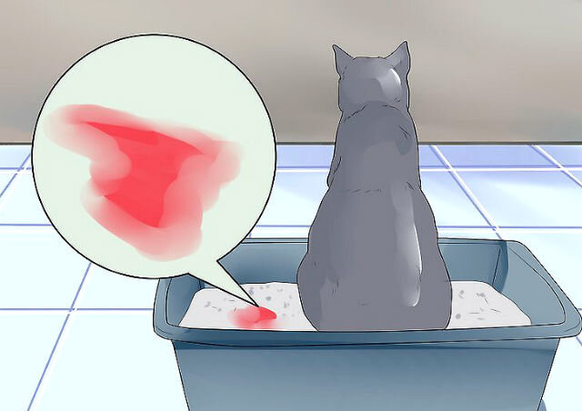 Какие причины цистита у кошек можно выделить?