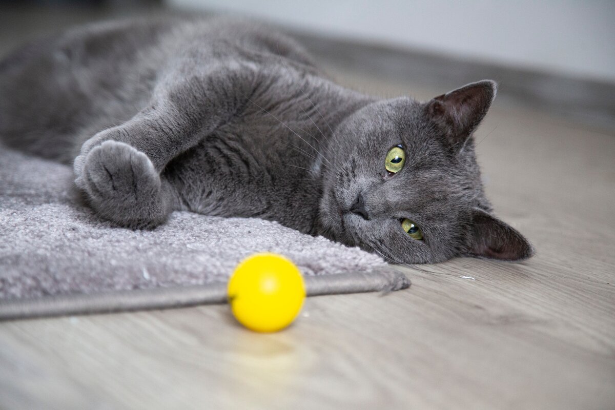Почему кошка отзывается. Привычки домашних животных. Котомать. Кот приносит мячик