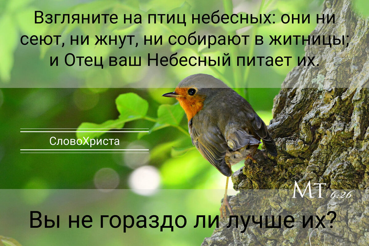 Взгляните на птиц небесных