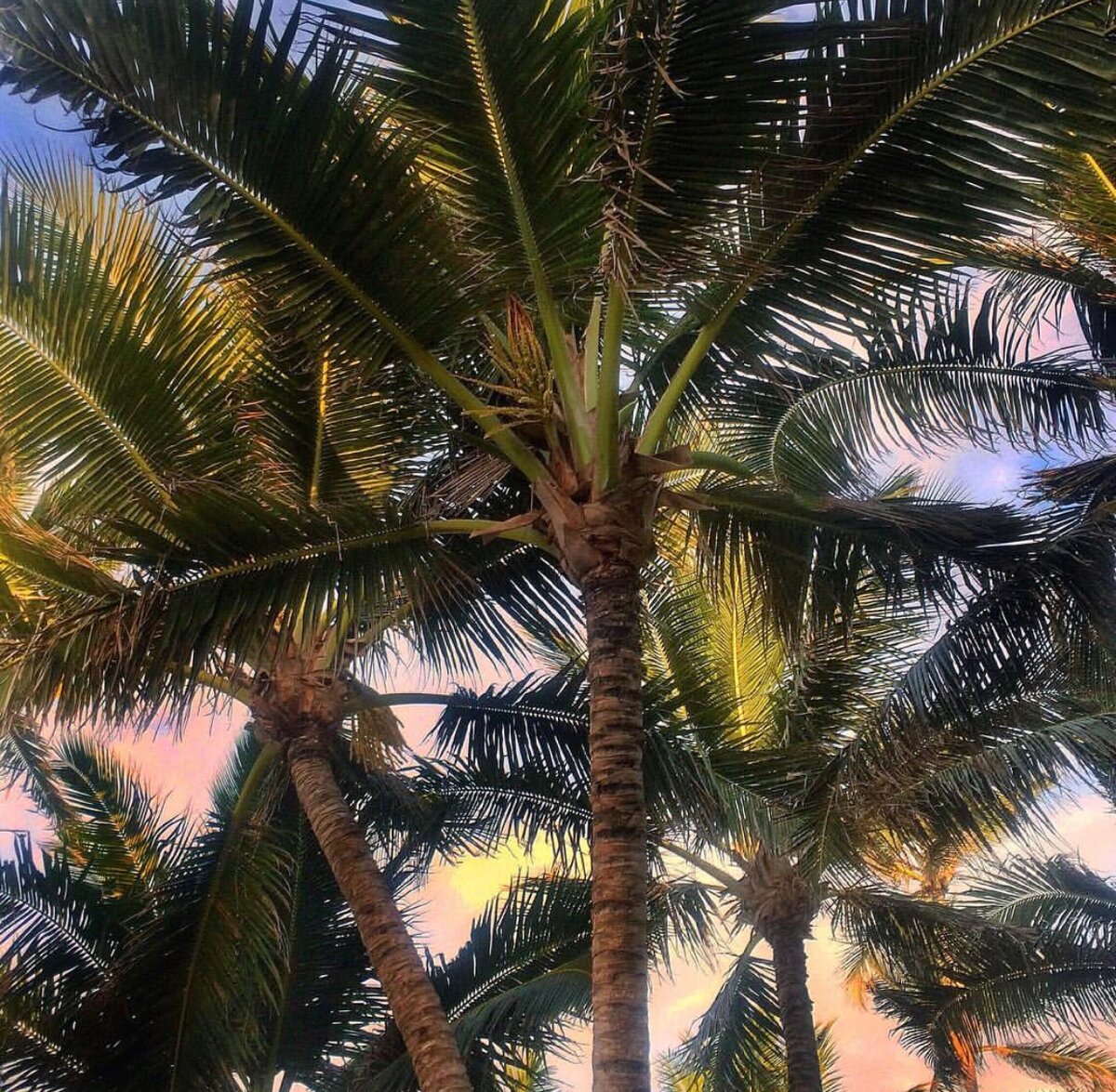 Кокосовая пальма