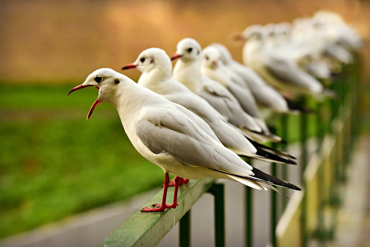 фото взято с сайта pixabay.com
