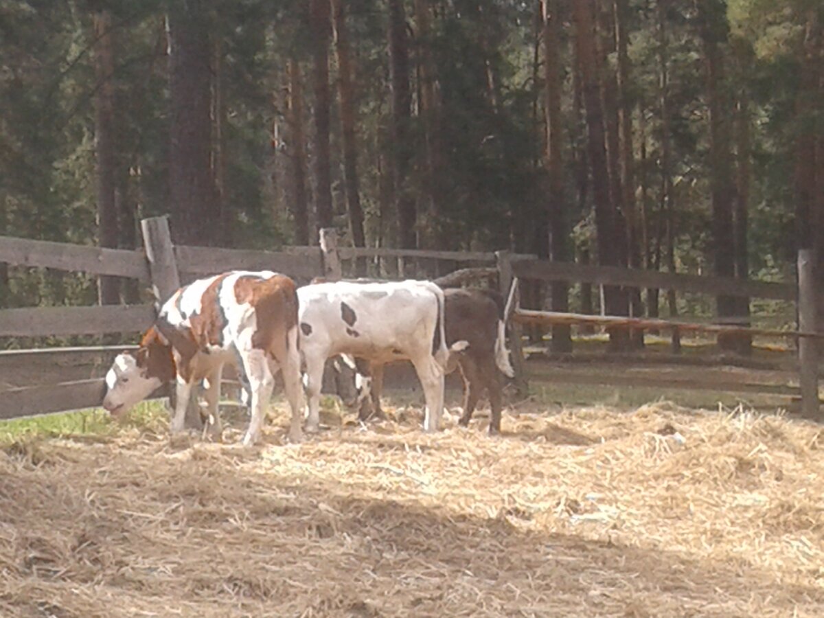 Телята весной.