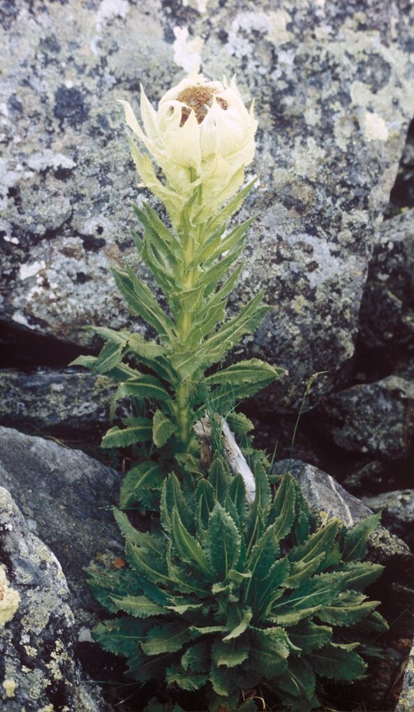 Горькуша обернутая или оргаадай. Фото О. Митрофанов