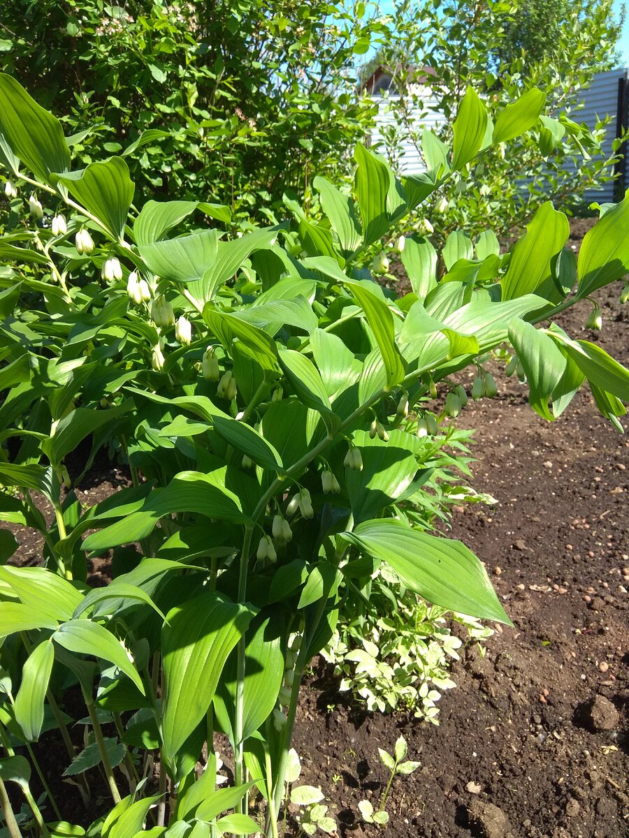 Купена во всей красе