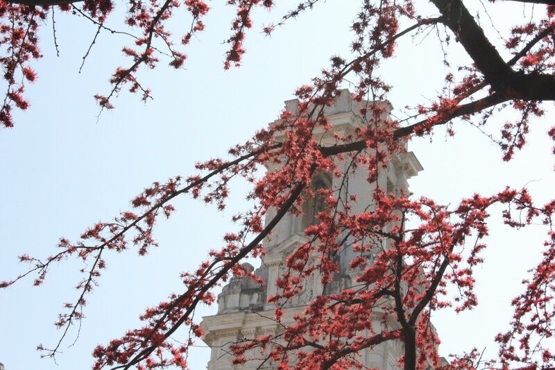 Кубинский багрянец