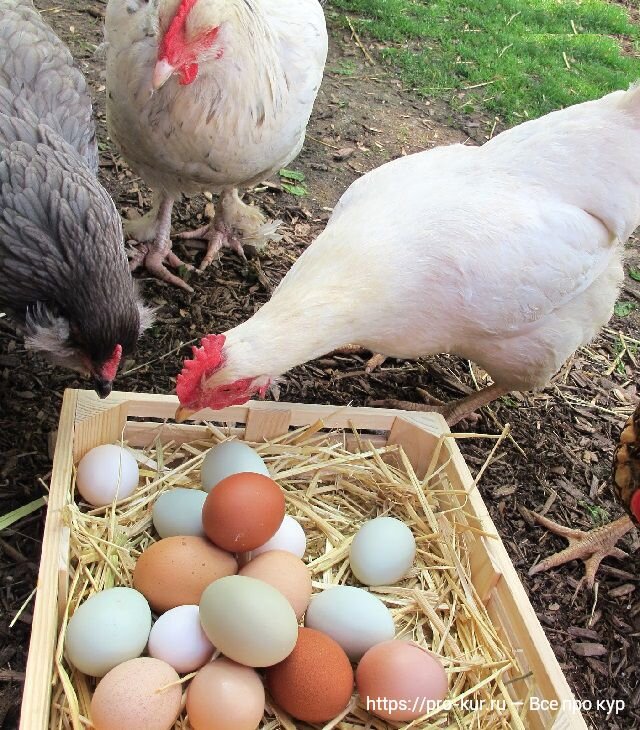 Почему куры переклевывают яйца? Причины и способы предотвращения