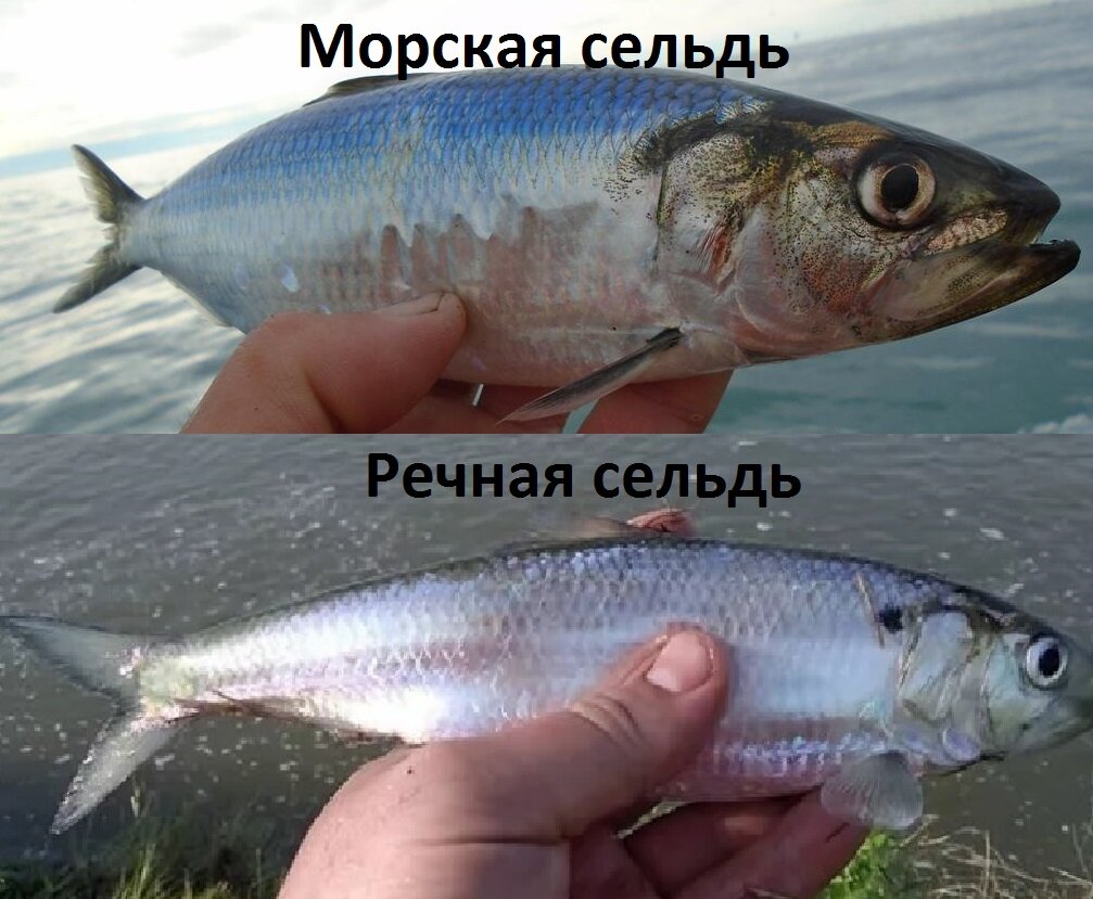 Сельдь пойманная в море и в реке