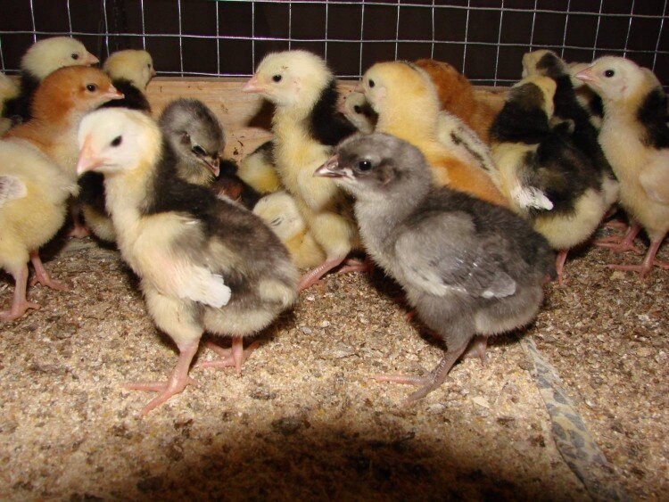 Цыплята