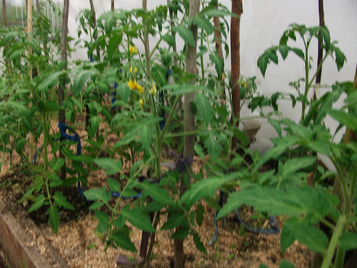 Мульча из опилок не только тепло, но и преграда для сорняков