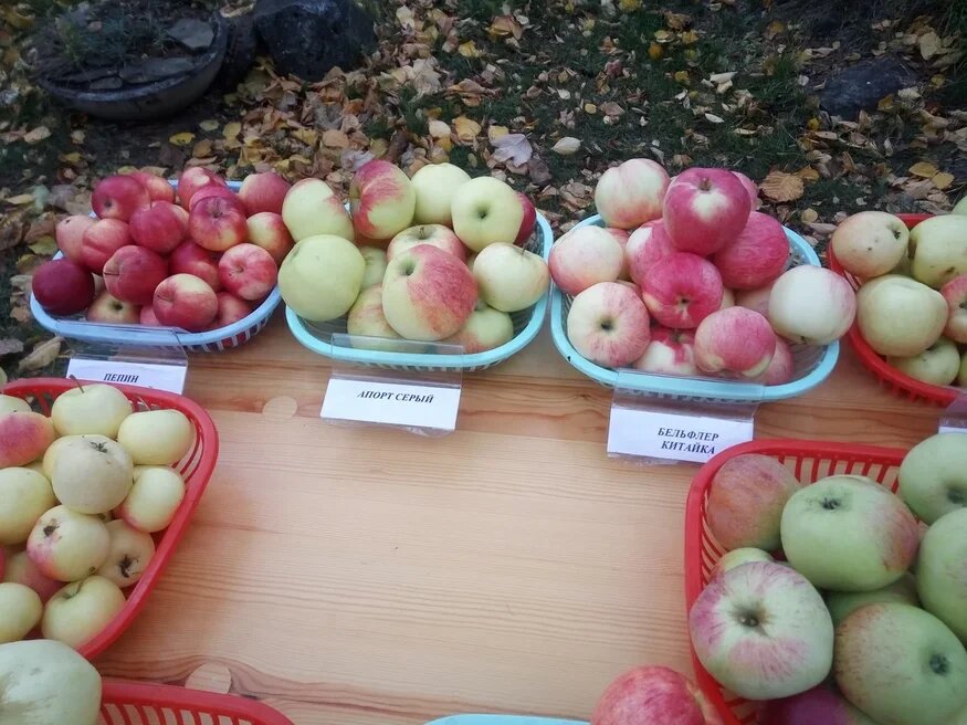Зимние сорта яблок для сибири фото с названием