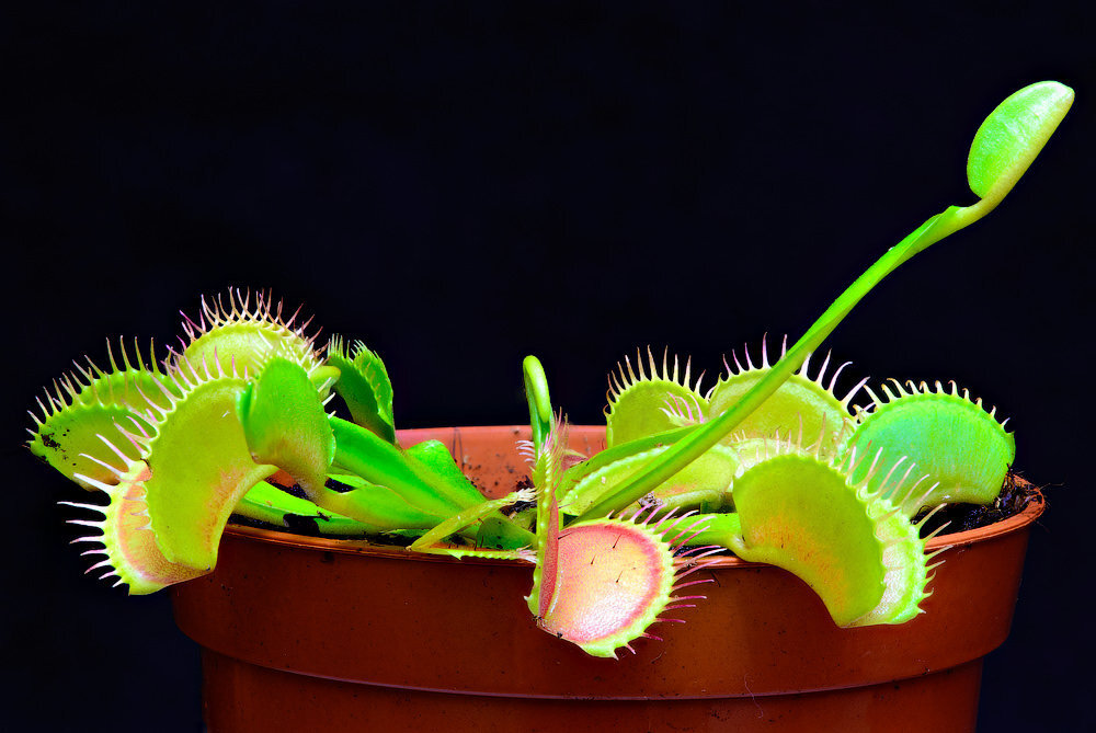 Венерина Мухоловка Дионея (Dionaea muscipula)