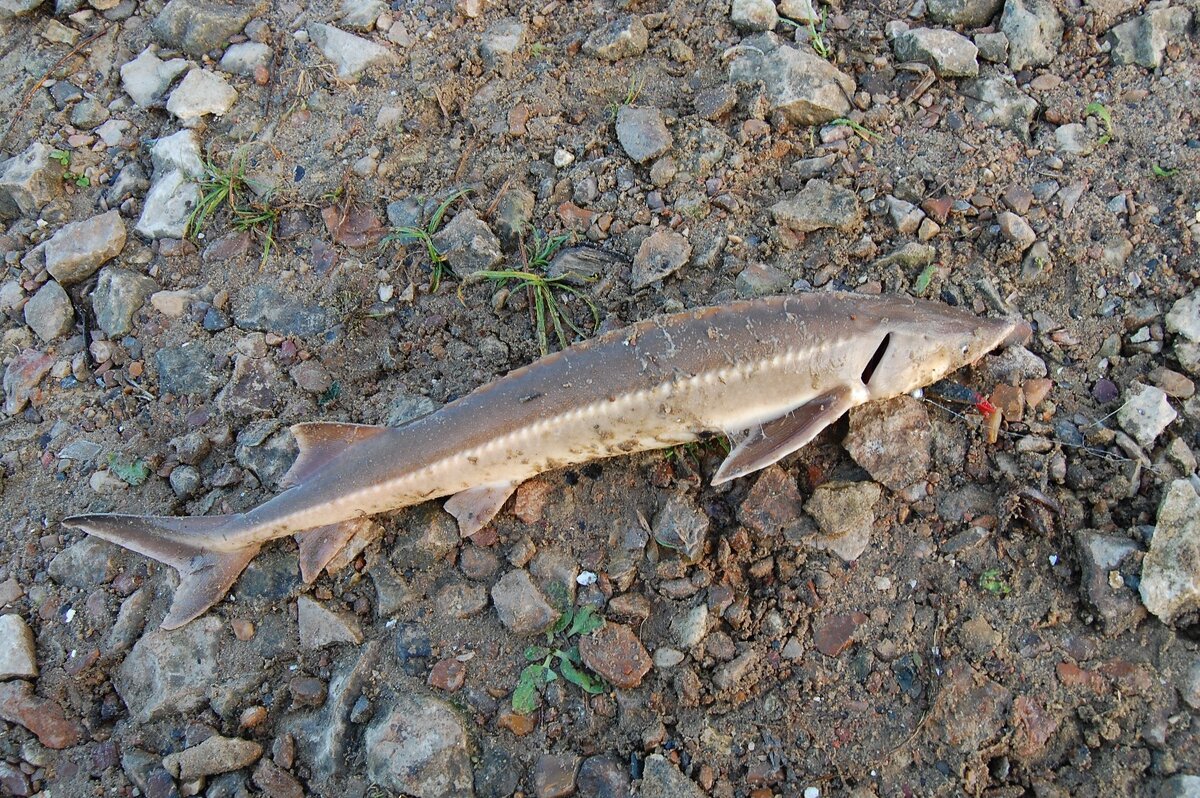Видео церемонии прощания с рыбкой в предыдущей публикации