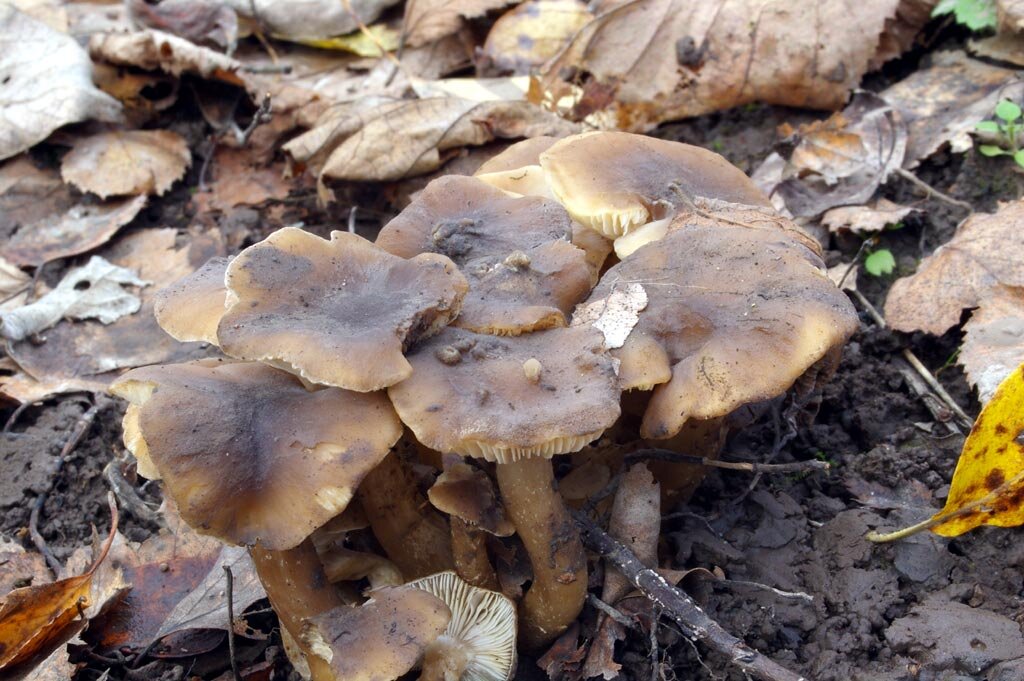 Рядовка скученная, я полагаю (фото И.Лебединского)