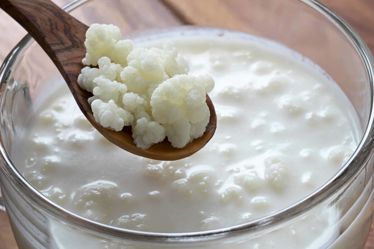 тибетский чайный гриб