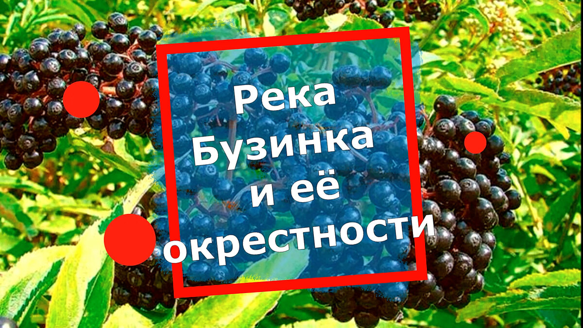 Так выглядит бузина