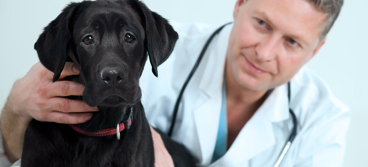 Ветеринарная клиника Виталия Подопригора. г. Владимир.