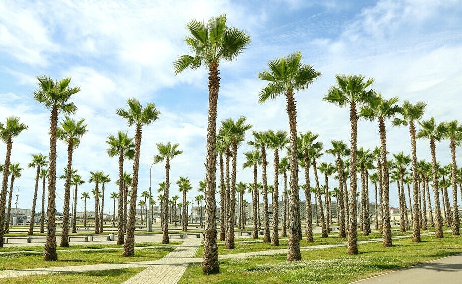 Сочи, пальмы, юг