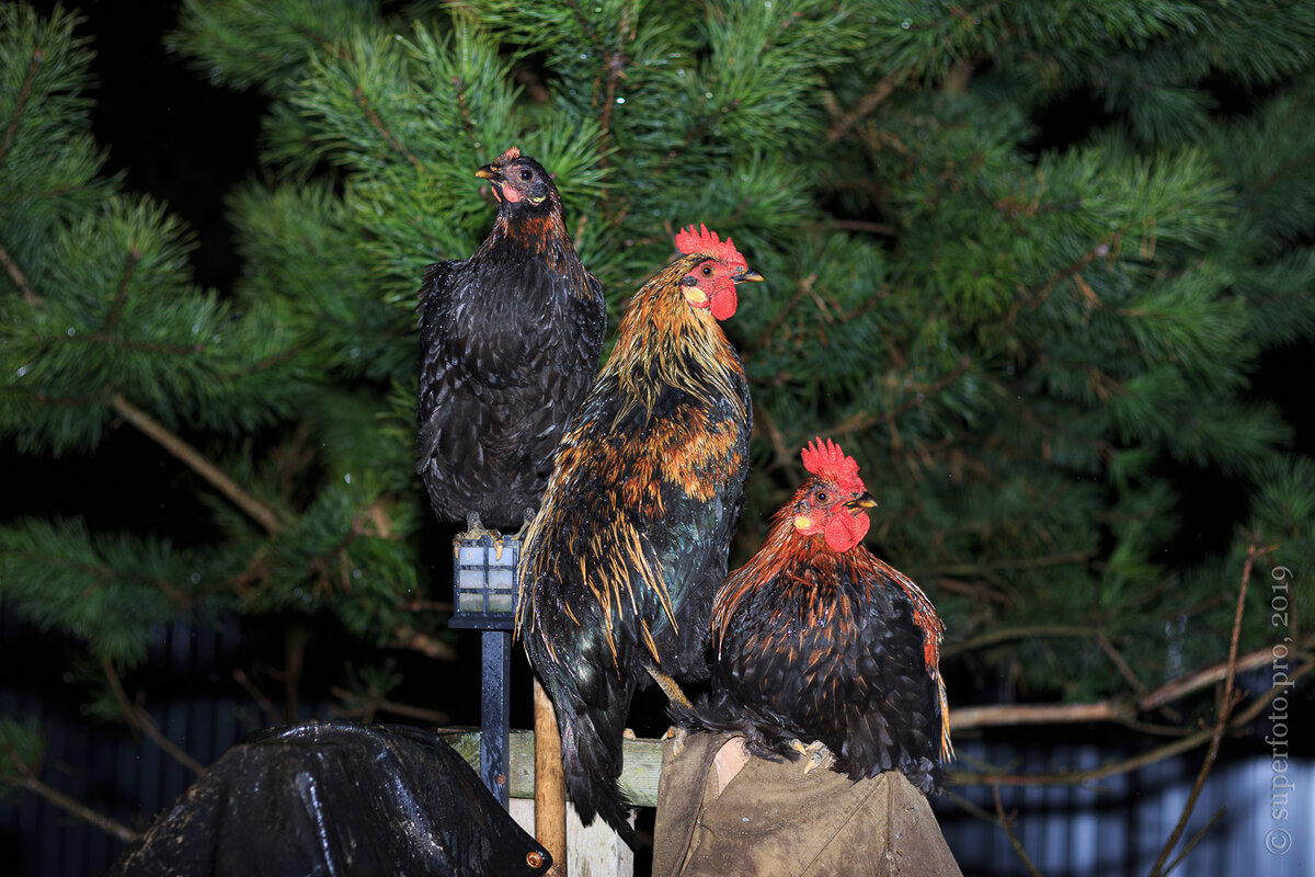 «Своё бесплатное яйцо и мясо», которое заблудилось и заночевало у меня на крылечке. Хорошую косуху обгадили и изодрали. А куда девацца-то им — они ж «свои». К хозяйке и бегут ночевать…
