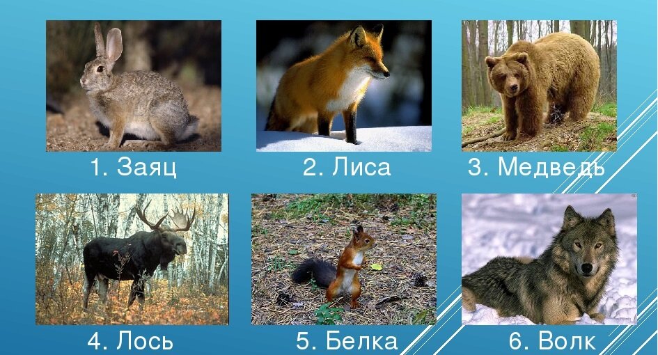 Картинки лиса волк медведь