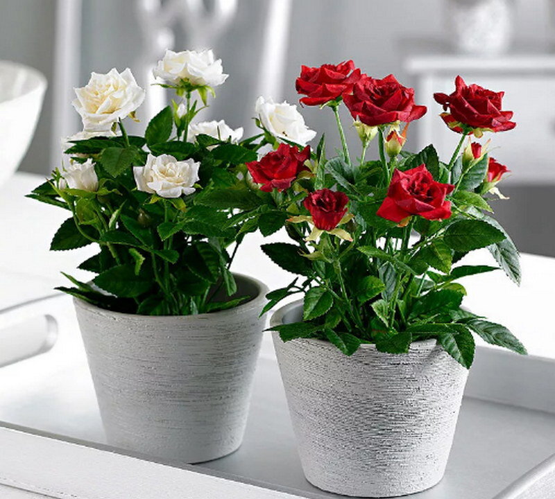 Розы комнатные