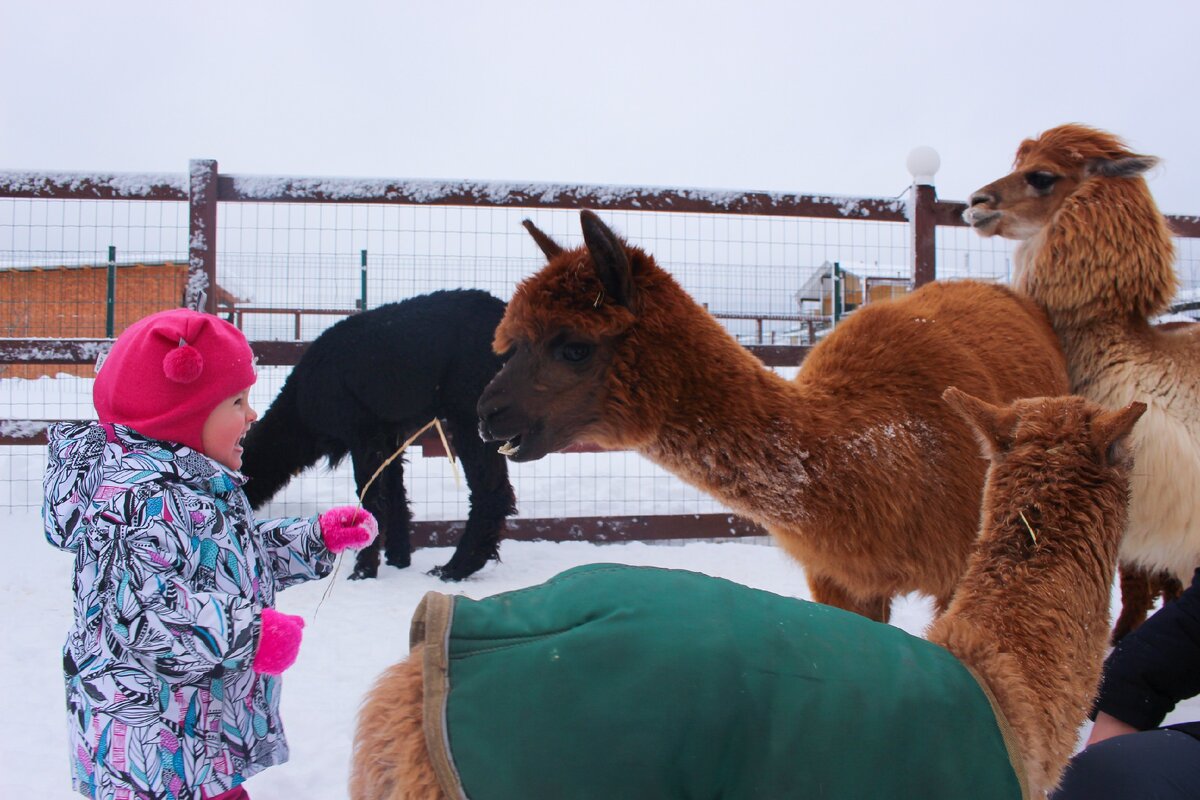 А очень даже весело. Фотография автора