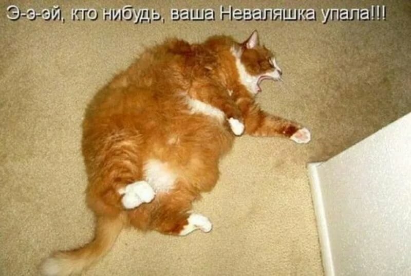 Смешные котики с надписями до слез. Приколы про котов. Смешные котики с надписями до слёз. Приколы про кошек с надписями. Коты приколы смешно до слёз с надписями.