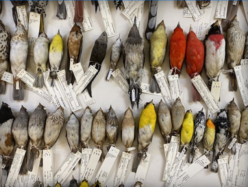 Орнитолог 40 лет собирал трупики птиц. Собрал 70 тыс. и понял, что птицы  мельчают | Куб Медиа | Дзен