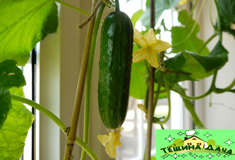 огурец на окне