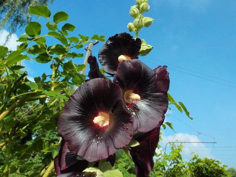 Мальва такой тёмной окраски даже при ярком освещении кажется почти чёрной. Фото с сайта orhidei.org
