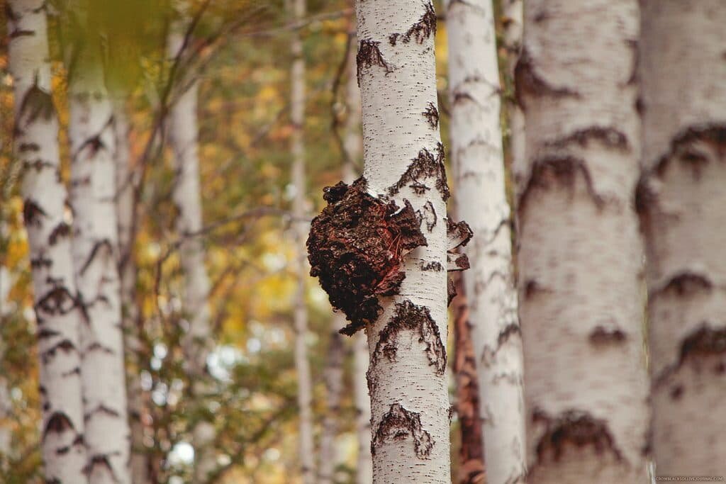 Яндекс галерея