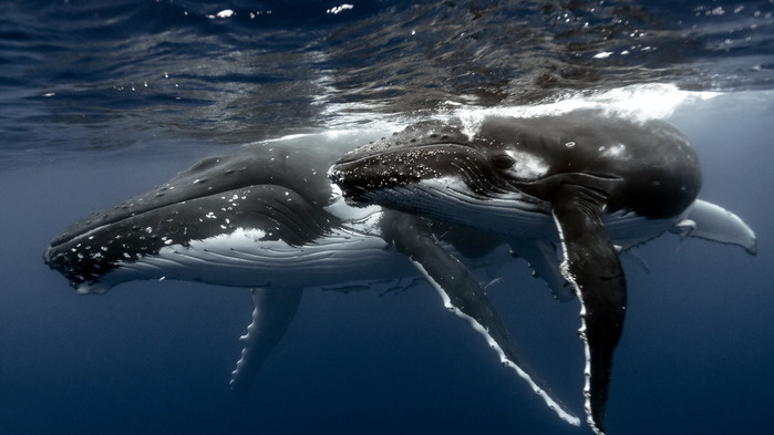 Всем привет! А вы знали, что будет если встретить кита в реальной жизни?