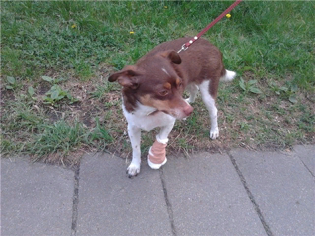 Этого пса зовут Сильван, и он порезал лапку битым стеклом. К нашей компании он не имеет отношение, позаимствовала его фотографию на petsby.com