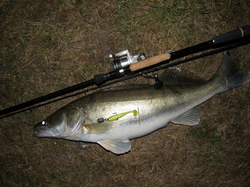 Как же его поймать  и найти , вы узнаете в этой статье . 