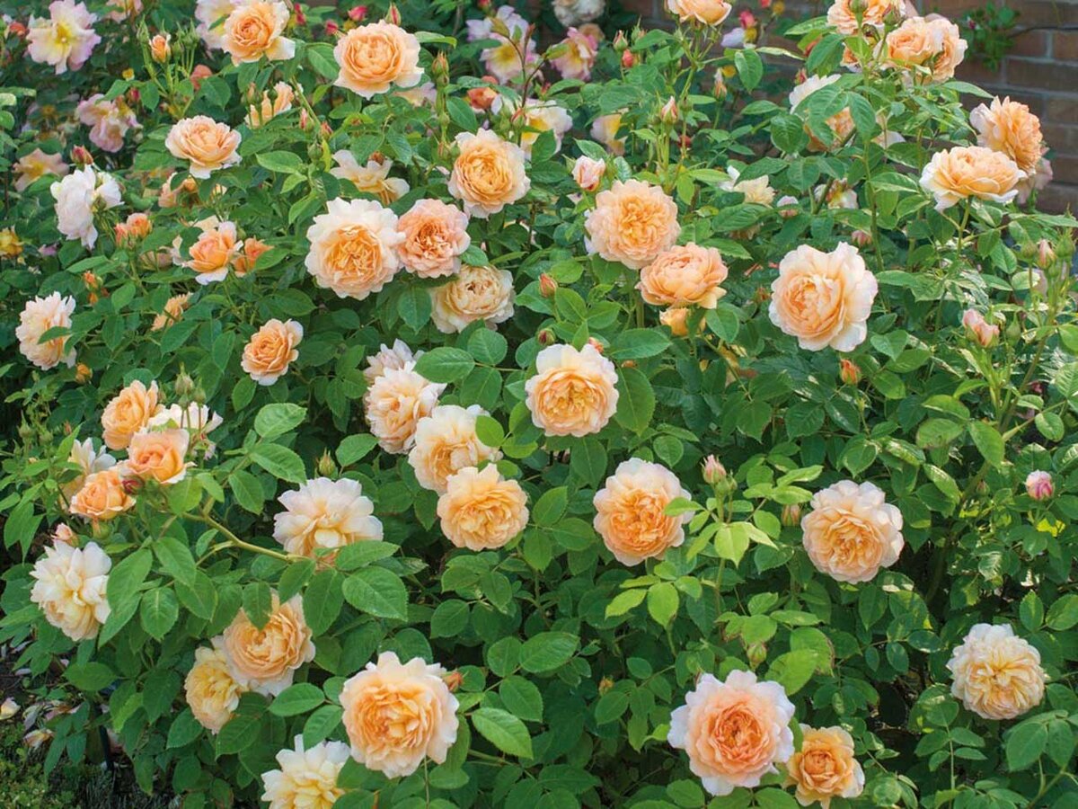 Топ 5 лучших Кустарниковых Роз, которые подойдут даже для Ленивых садоводов. Пусть все соседи Вам завидуют