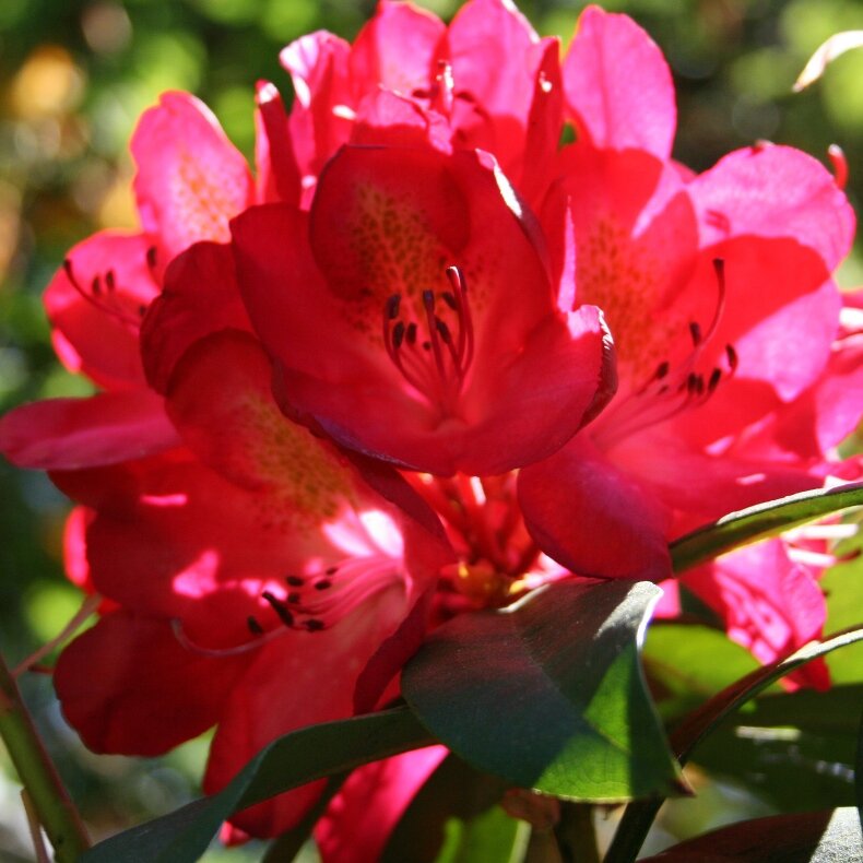 Рододендрон гибридный «Catawbiensa Nova Zembla»