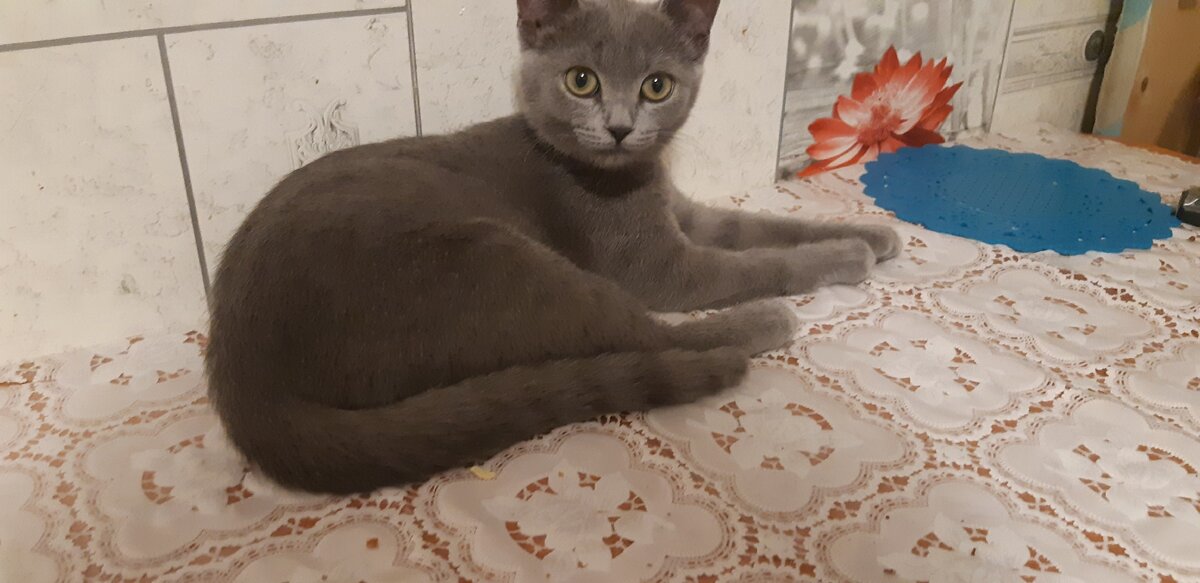 Фото из личного архива - с некоторых пор спать на полу Бусик перестал. Теперь в фаворе стол