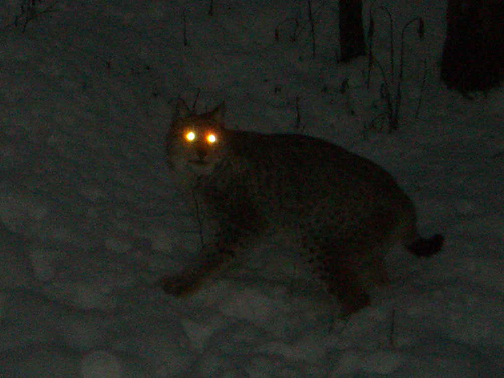 Волк светятся глаза. Кот со светящимися глазами. Животные ночью. Кот с горящими глазами. Светящиеся глаза у животных.