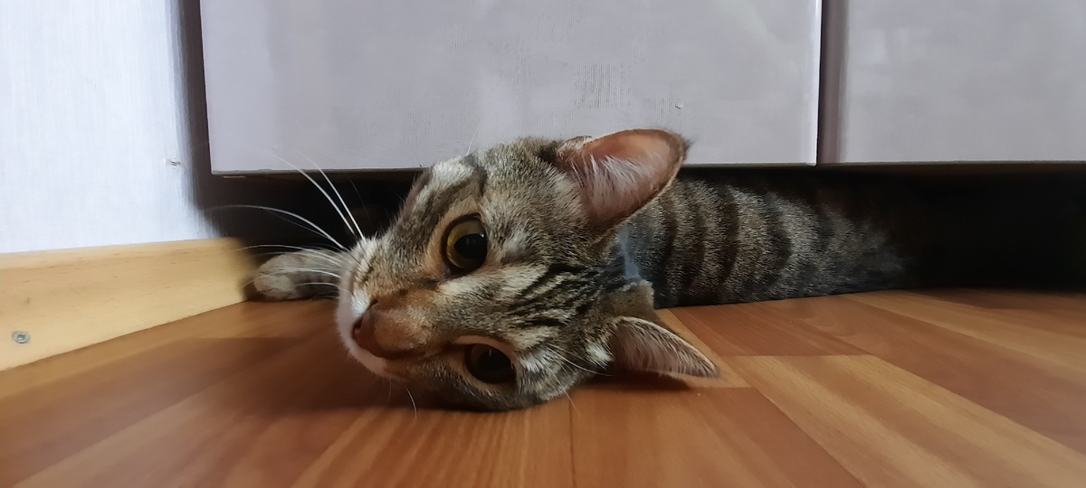 Привет ,меня зовут Икс . И я еще совсем кроха, точно сколько мне лет я не знаю, но больше года это точно. Я сперва жил в другой семье,но от туда меня выгнали,но я нашёл новый дом где меня любят и вкусно кормят. Мне здесь тепло и уютно.