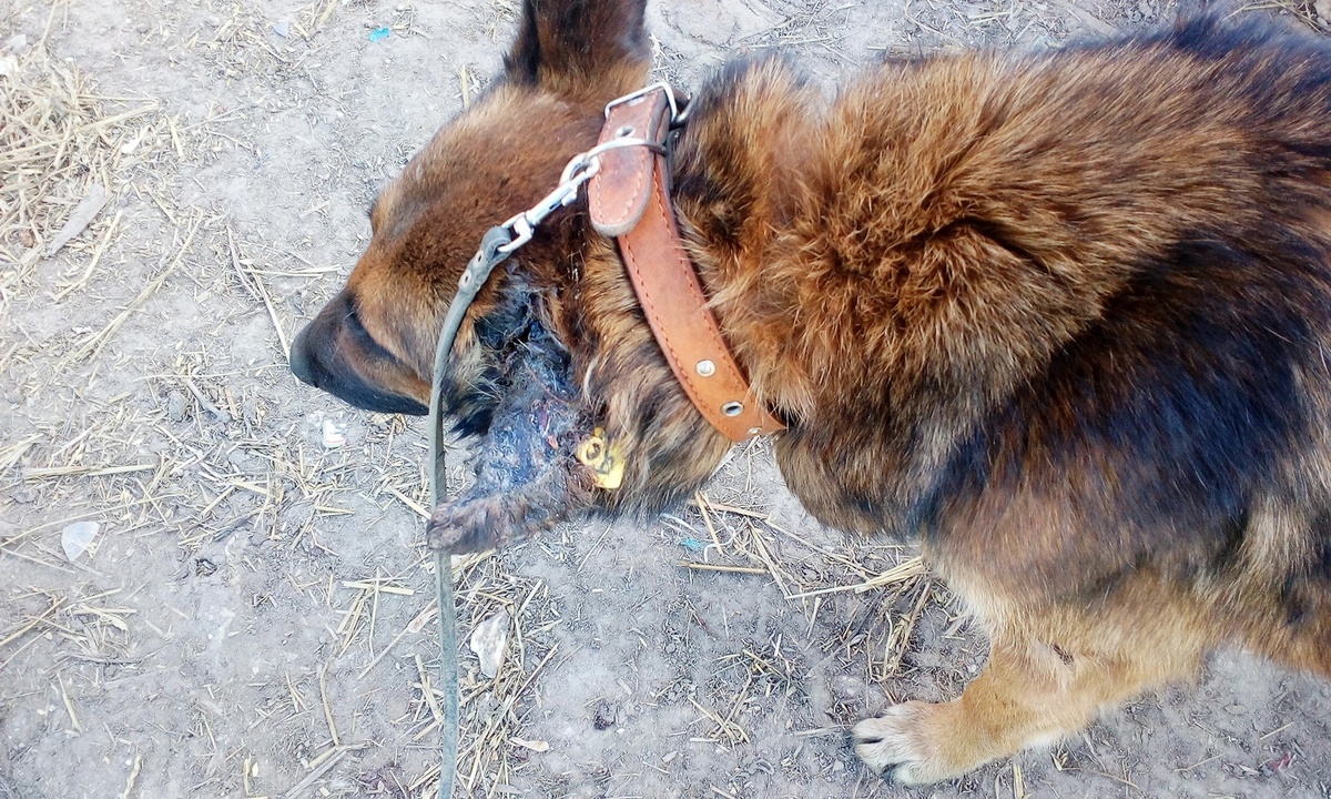 Такой встретила Трейси на улице волонтер Ирина