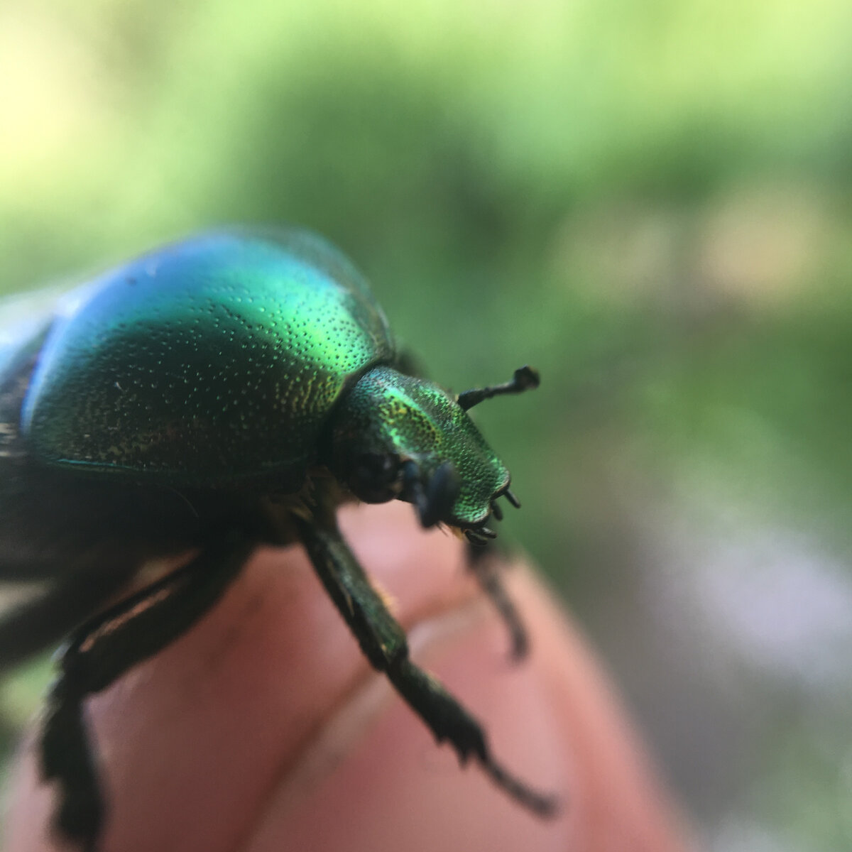 - При оптимальной температуре содержания, +28 градусов, жуки живут от четырех до шести месяцев и в этот период успевают пять раз отложить яйца – за один раз самка способна отложить до 40-50 яиц. Если же температура окажется гораздо ниже, например +18-20 градусов, они могут прожить целый год, практически не давая потомства.                                                   - Врагов естественных немного. Жуками питаются птицы, особенно любят их сороки. На личинках паразитируют оса сколия, муха тахина – симбиотические насекомые, извлекающие пользу для себя из другого организма.                           - Золотистая и некоторые другие бронзовки откладывают также яйца в конусах муравейников, и их личинки живут там, питаясь разлагающимися хвоинками и выделениями муравьев. Там же и окукливаются. Муравьи почему-то не трогают ни личинок, ни вышедших из куколок молодых жуков, когда они неторопливо выбираются наружу. Предполагают, что они выделяют вещества, привлекательные для муравьев, или, наоборот, их отпугивающие. Многие лесные обитатели раскапывают муравейники рыжих лесных муравьев именно для того, чтобы полакомиться личинками бронзовок.Источник: https://fishki.net/2288158-bronzovka-majskij-zhuk-kotoryj-vovse-ne-majskij.html © Fishki.net