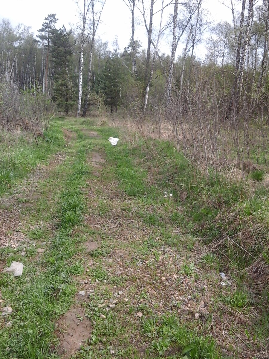 идем значит по лесу,какие то местные тропы,дорожки квадронафтами накатанные,тут бац,первые грибочки