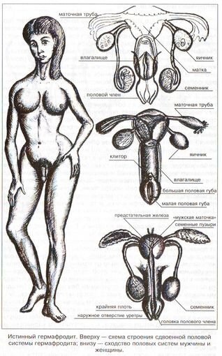 Гермафродиты голые