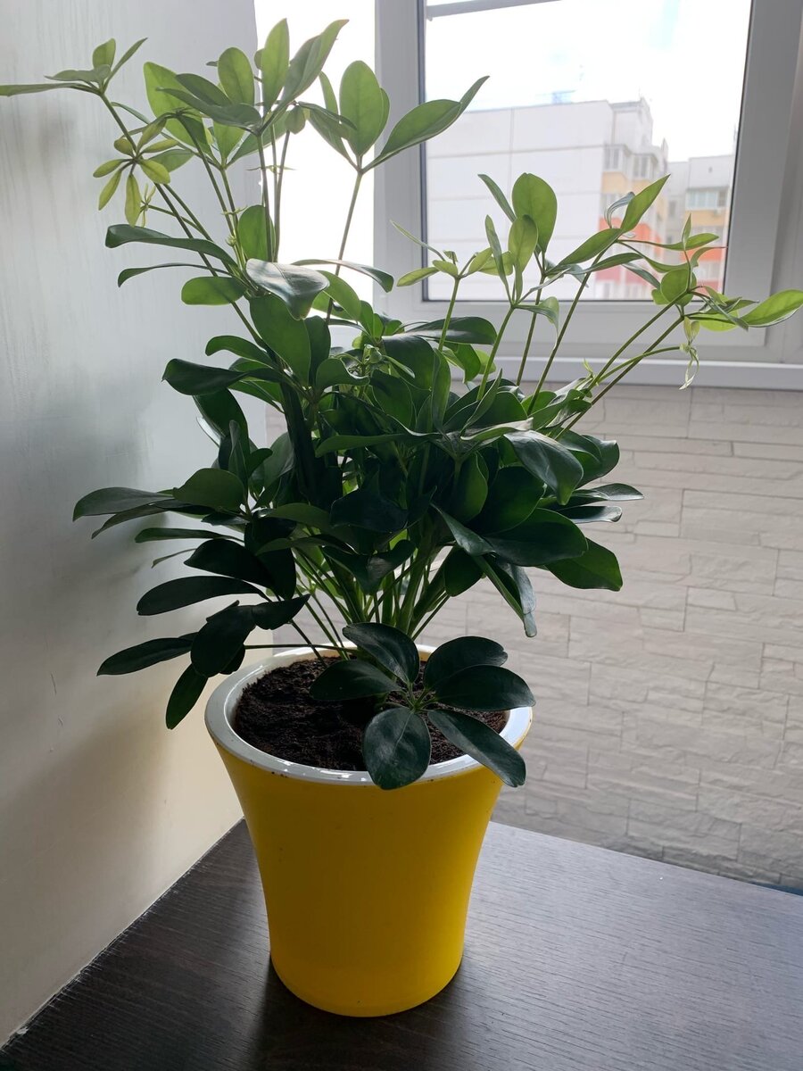 Вид после покупки